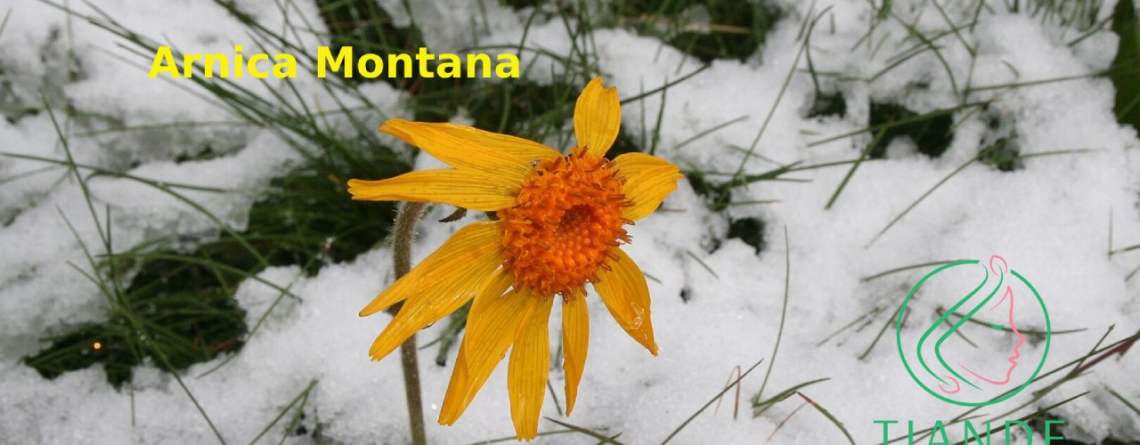 Árnica de montaña para problemas de la piel como eccema, forúnculos y supuración tiande guide