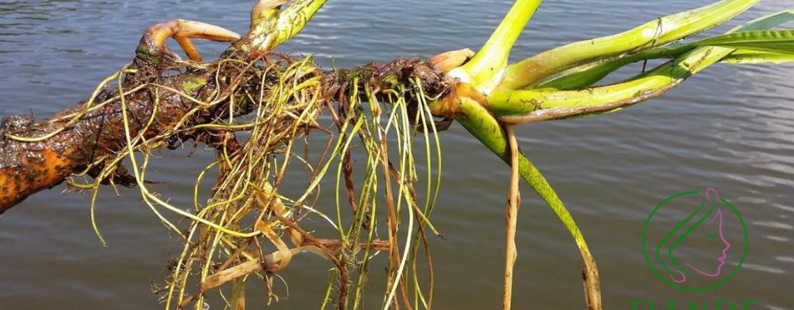 Calamo-Sweet-flag-ingrediente-tiande-guide