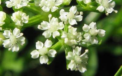 cnidium monnieri tiande guide