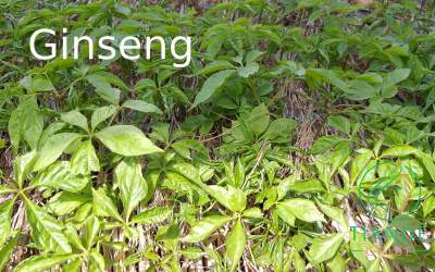 Ginseng tiande guide entrada