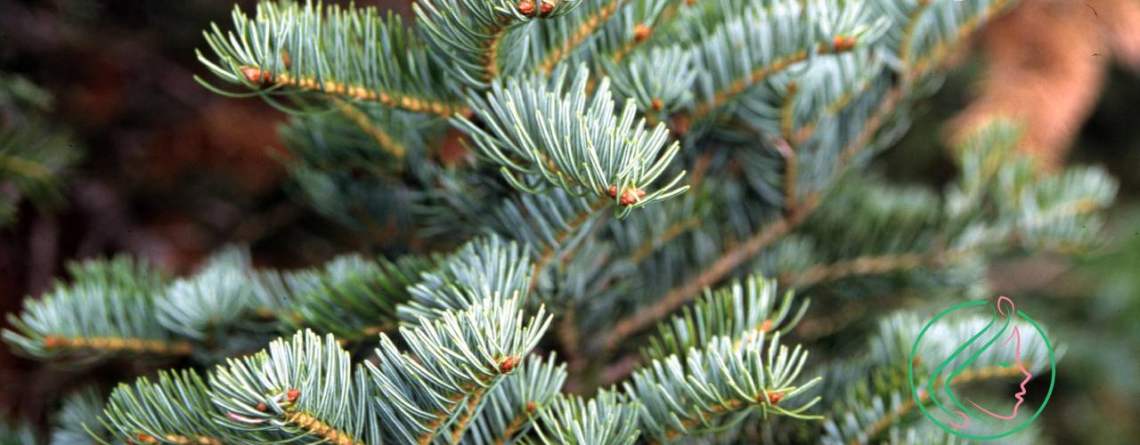 beneficios abeto blanco cosmética