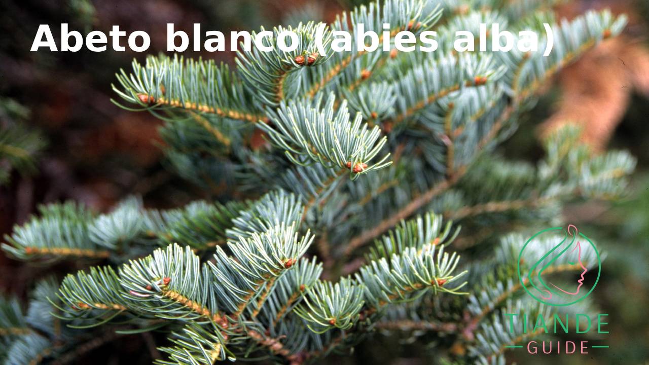beneficios abeto blanco cosmética