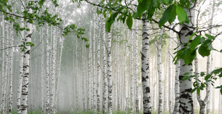 abedul birch betula tiande guide