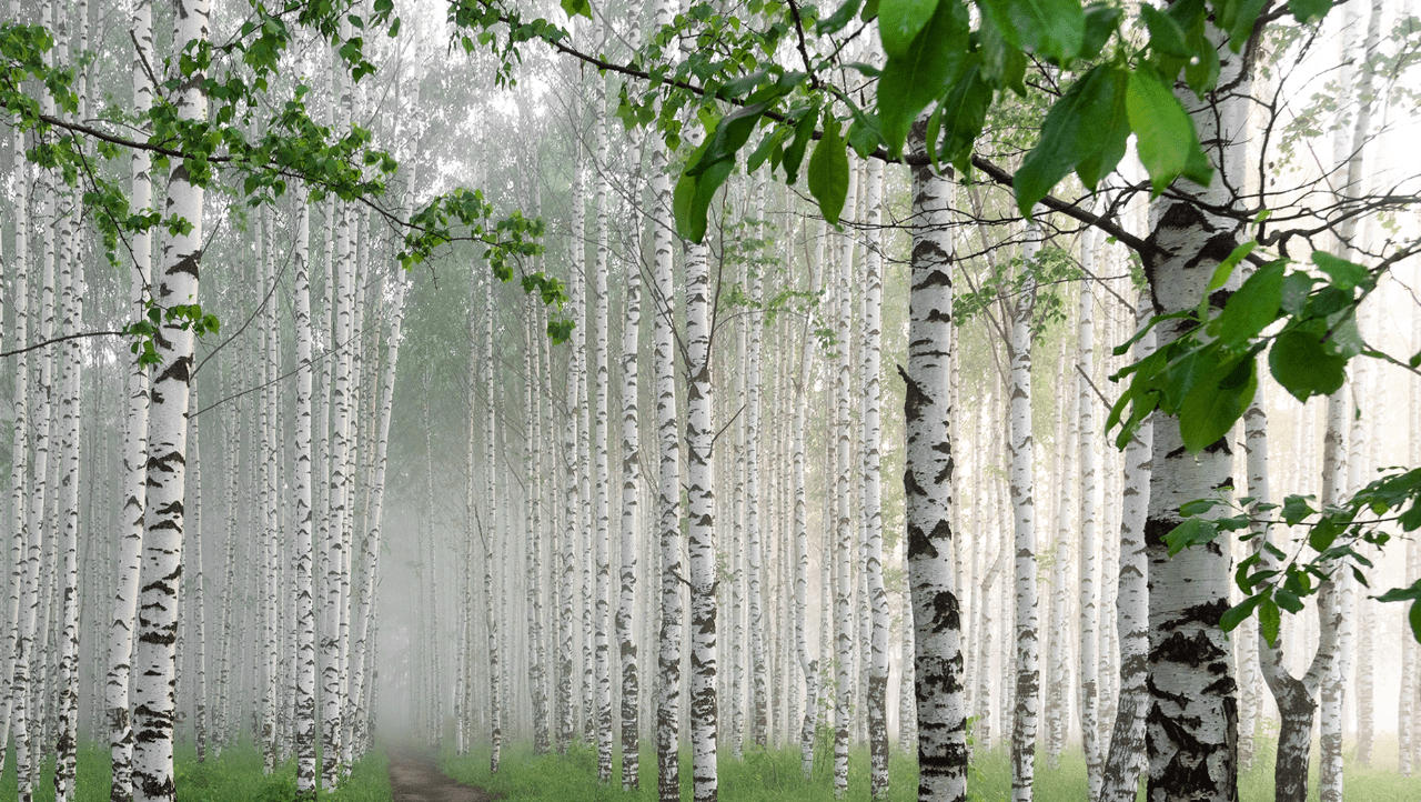 abedul birch betula tiande guide