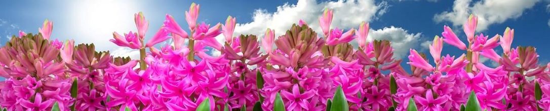 categoria_ingredientes_activos tiande guide