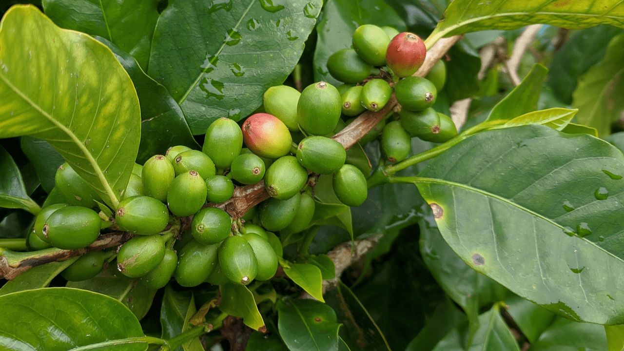 café fuente de cafeína ingrediente tiande guide