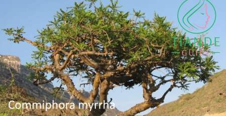 mirra, commiphora myrrha tiande guide