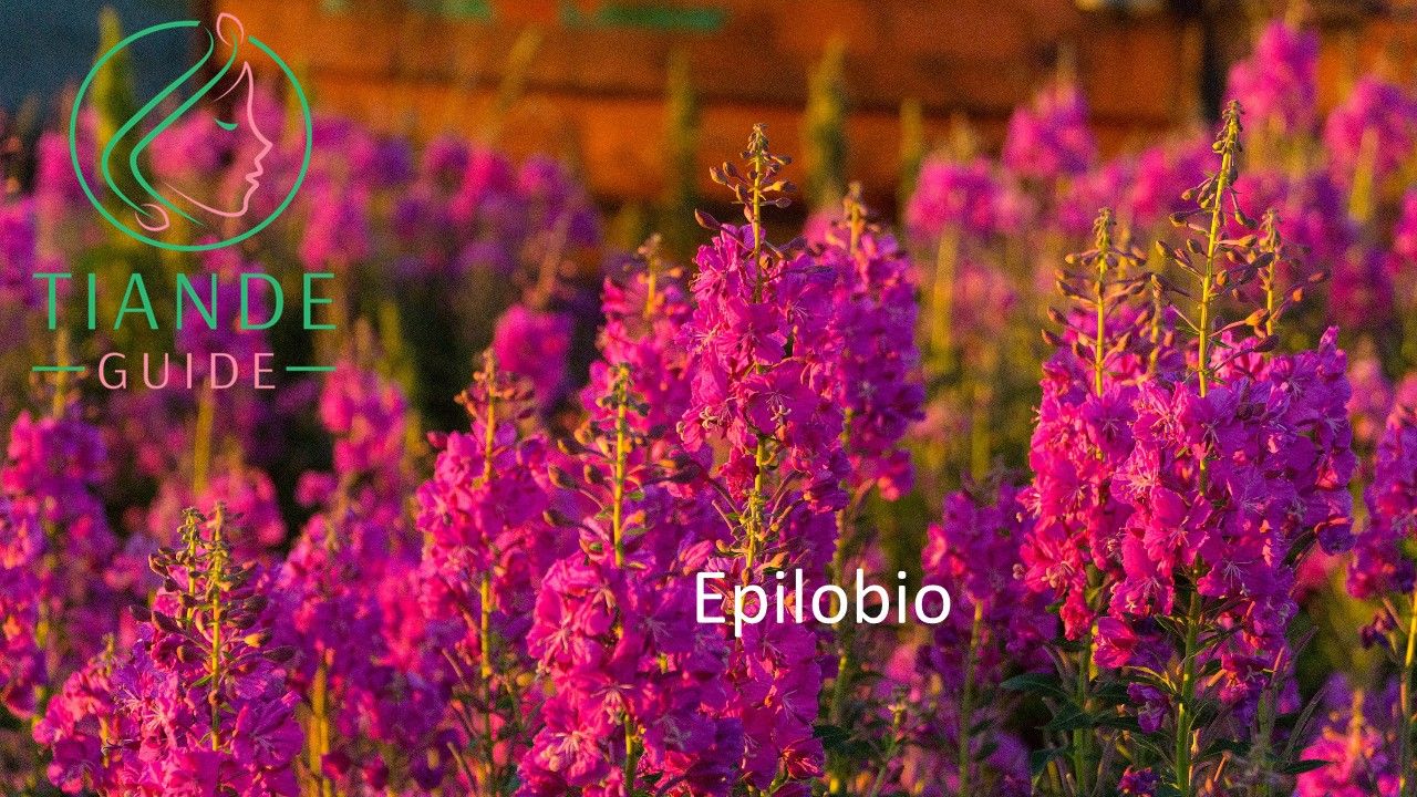 epilobio firewood próstata tiande guide
