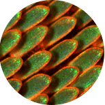 chitin ingrediente en parche detoxificante tiande guide