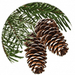 abeto fir tree ingrediente tiande guide 