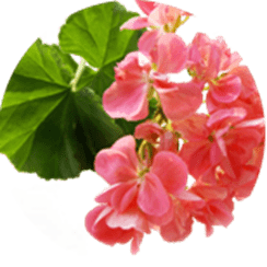 geranio ingrediente cosmética tiande guide