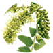 gleditsia ingrediente tiande guide