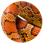 aceite de serpiente ingrediente activo tiande guide