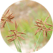 Los rizomas de Cyperus rotundus 