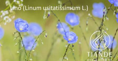 extracto de lino proteccción intestinal tiande guide