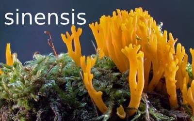 cordyceps sinensis ingrediente tiande guide