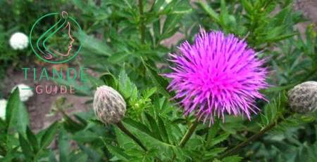 raíz de maral rhaponticum tiande guide