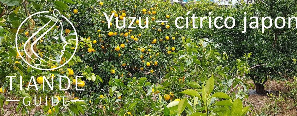 yuzu cítrico junos tiande guide